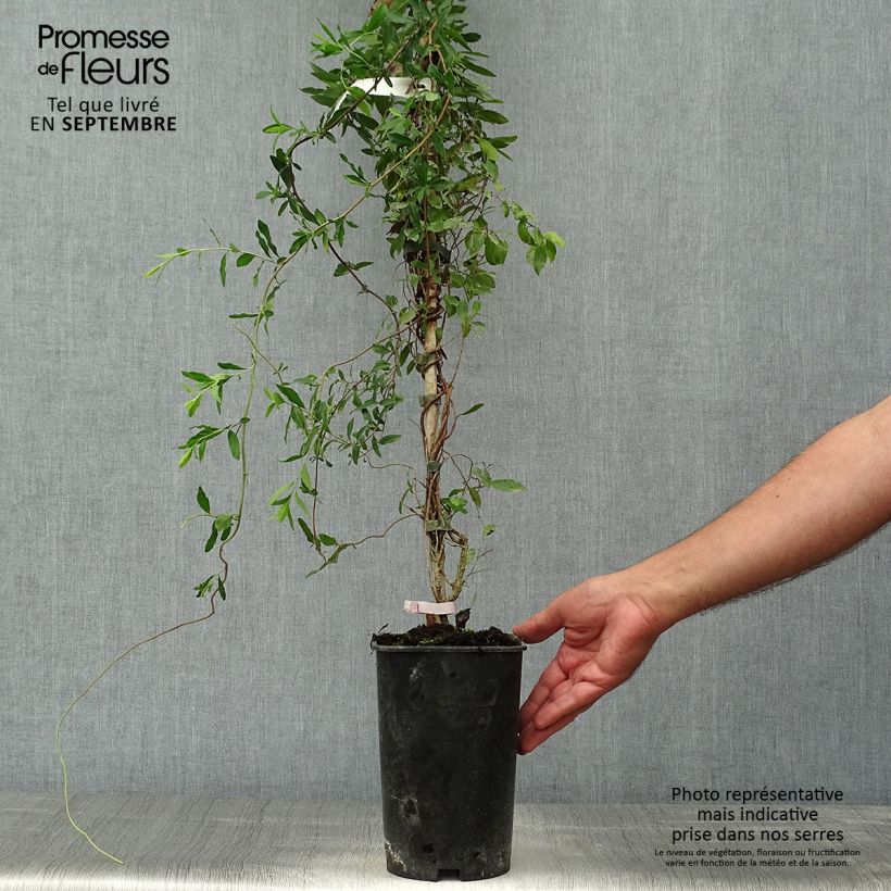 Spécimen de Sollya heterophylla Rosea Pot de 3L/4L tel que livré en automne
