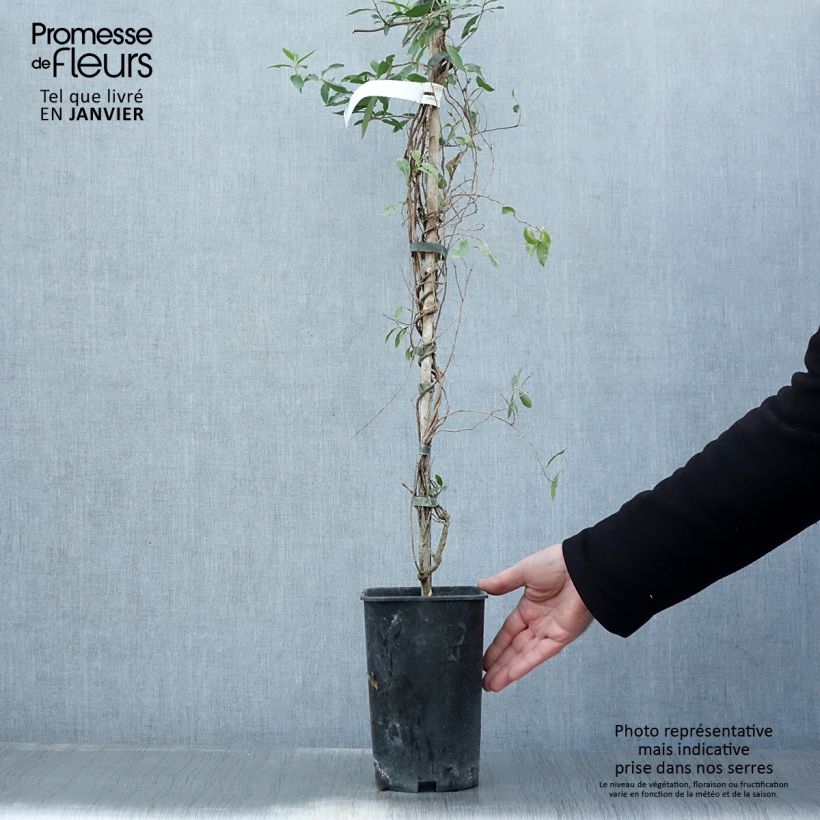 Spécimen de Sollya heterophylla Rosea Pot de 3L/4L tel que livré en hiver