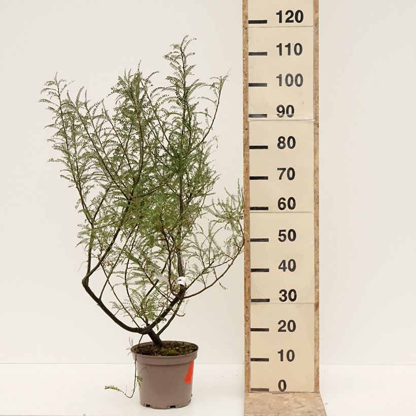 Spécimen de Sophora microphylla Dragon's Gold - Sophora nain Pot de 4L/5L tel que livré en hiver