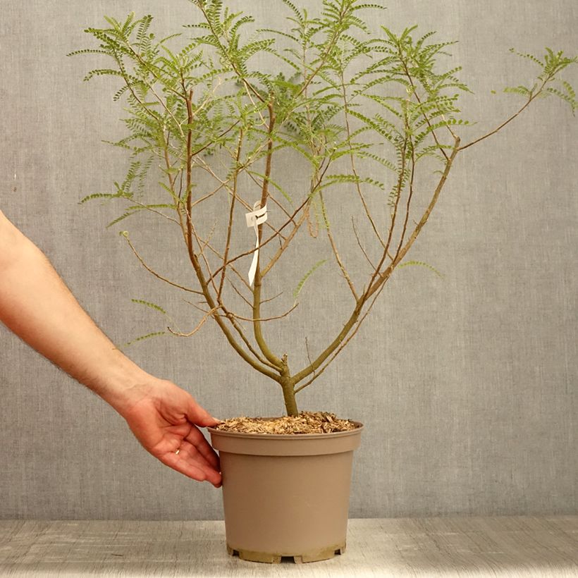 Spécimen de Sophora microphylla Dragon's Gold - Sophora nain Pot de 4L/5L tel que livré au printemps