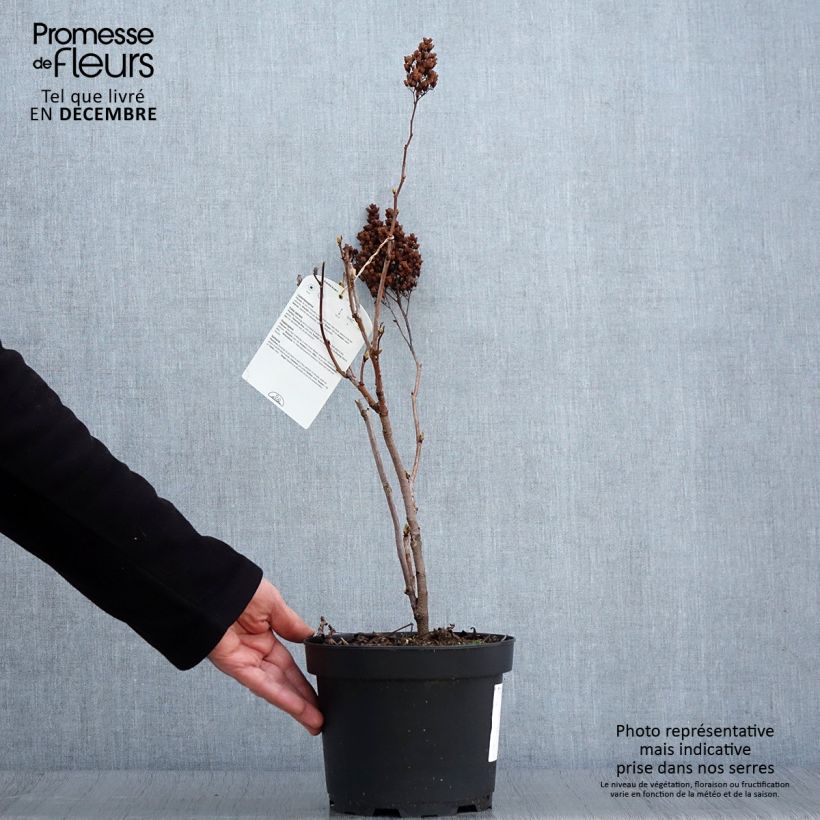 Spécimen de Sorbaria sorbifolia - Fausse spirée à feuilles de sorbier Pot de 2L/3L tel que livré en automne