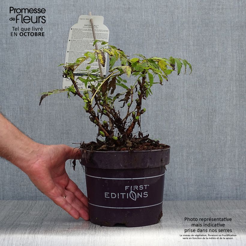 Spécimen de Sorbaria sorbifolia Matcha Ball Pot de 2L/3L tel que livré en automne