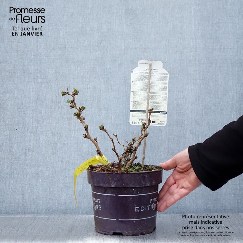 Spécimen de Sorbaria sorbifolia Matcha Ball Pot de 2L/3L tel que livré en hiver