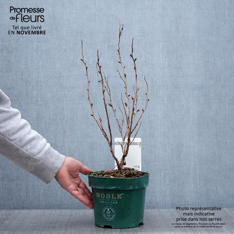 Spécimen de Sorbaria sorbifolia Pink Hopi - Fausse spirée à feuilles de sorbier Pot de 2L/3L tel que livré en automne