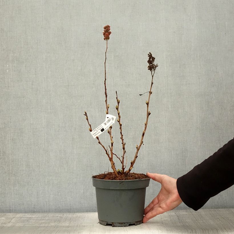 Spécimen de Sorbaria sorbifolia Sem- Fausse spirée à feuilles de sorbier Pot de 2L/3L tel que livré en automne