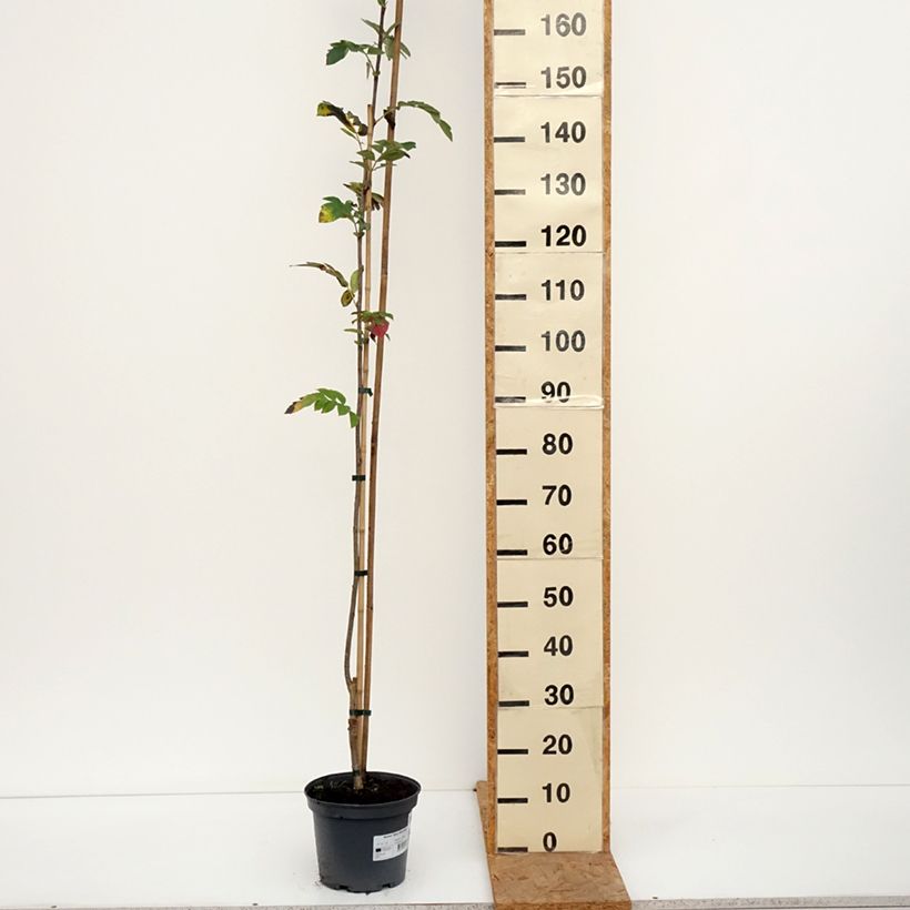 Spécimen de Sorbier des oiseleurs - Sorbus Alaja Krupnaja Pot de 4L/5L tel que livré en automne