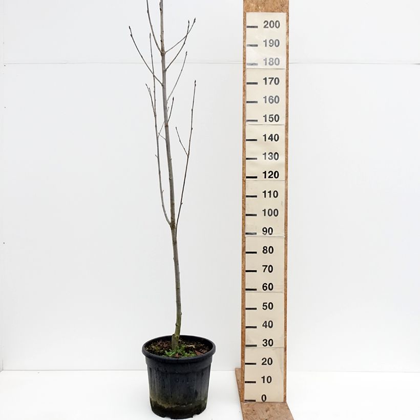 Spécimen de Sorbier des oiseleurs  - Sorbus aucuparia Fingerprint Pot de 30L/35L tel que livré en hiver