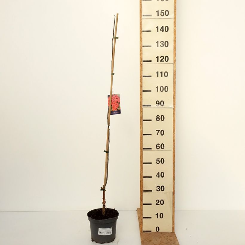 Spécimen de Sorbier hybride - Sorbocotoneaster pozdnjakovii Pot de 4L/5L tel que livré en automne