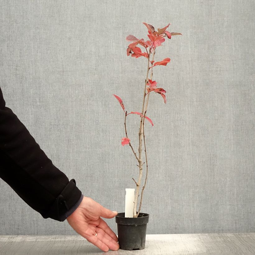 Spécimen de Sorbier hybride - Sorbus Burka Godet de 8/9 cm tel que livré en automne
