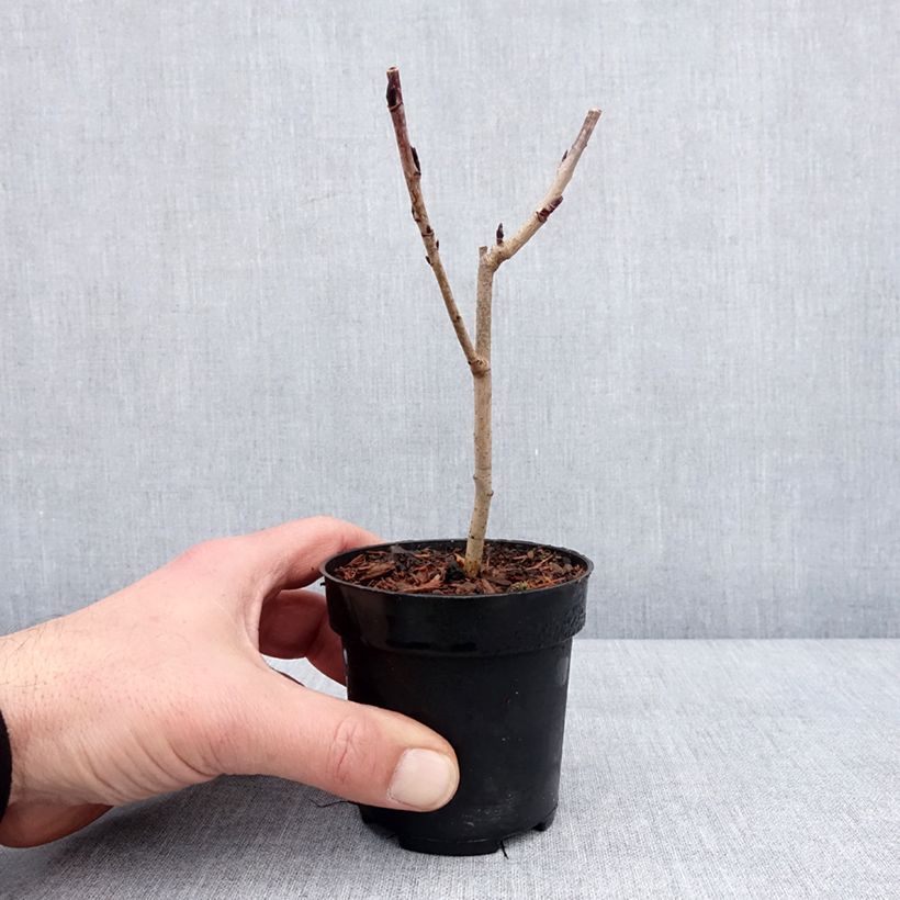 Spécimen de Sorbier hybride - Sorbus Burka Godet de 8/9 cm tel que livré en hiver