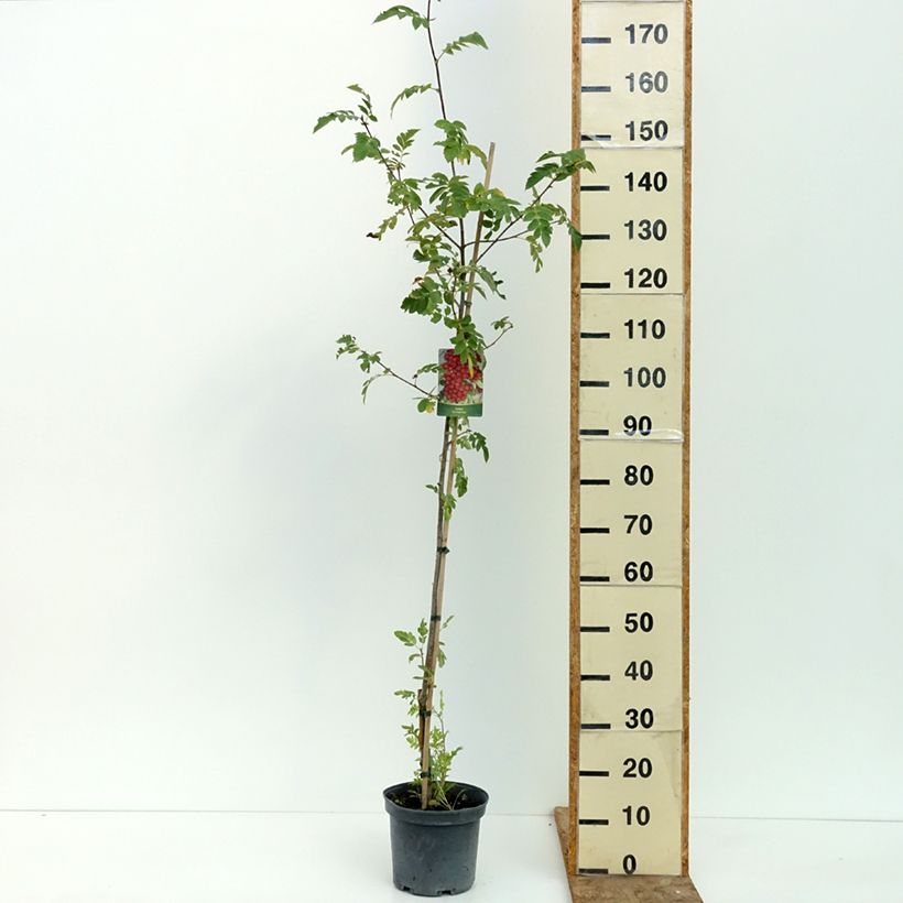 Spécimen de Sorbier hybride - Sorbus Grananatnaja (Granatnaja) Pot de 4L/5L tel que livré en été