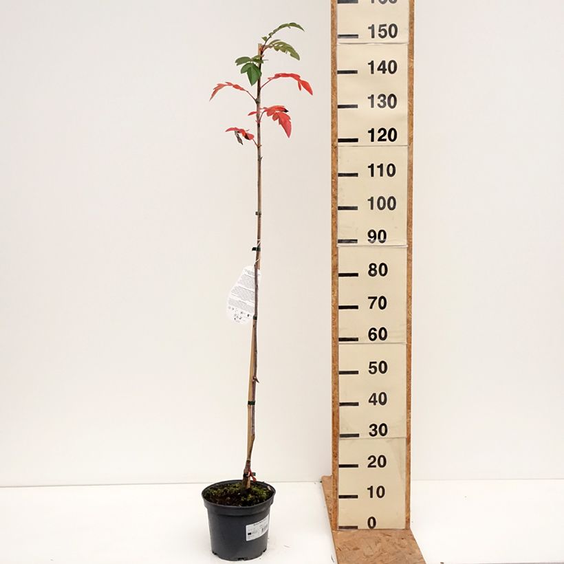 Spécimen de Sorbier hybride - Sorbus Rubinowaja Pot de 4L/5L tel que livré en automne