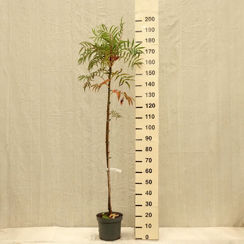 Spécimen de Sorbier - Sorbus commixta Dodong (Olympic Flame) Pot de 7,5L/10L, Baliveau tel que livré en automne