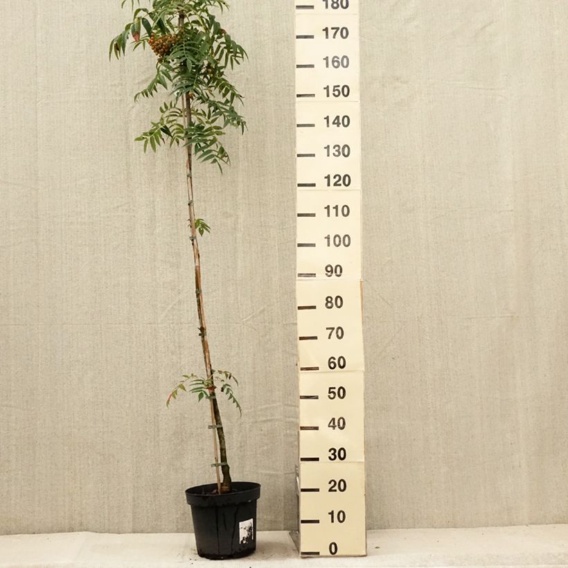 Spécimen de Sorbier - Sorbus commixta Dodong (Olympic Flame) Pot de 7,5L/10L, Baliveau tel que livré en été
