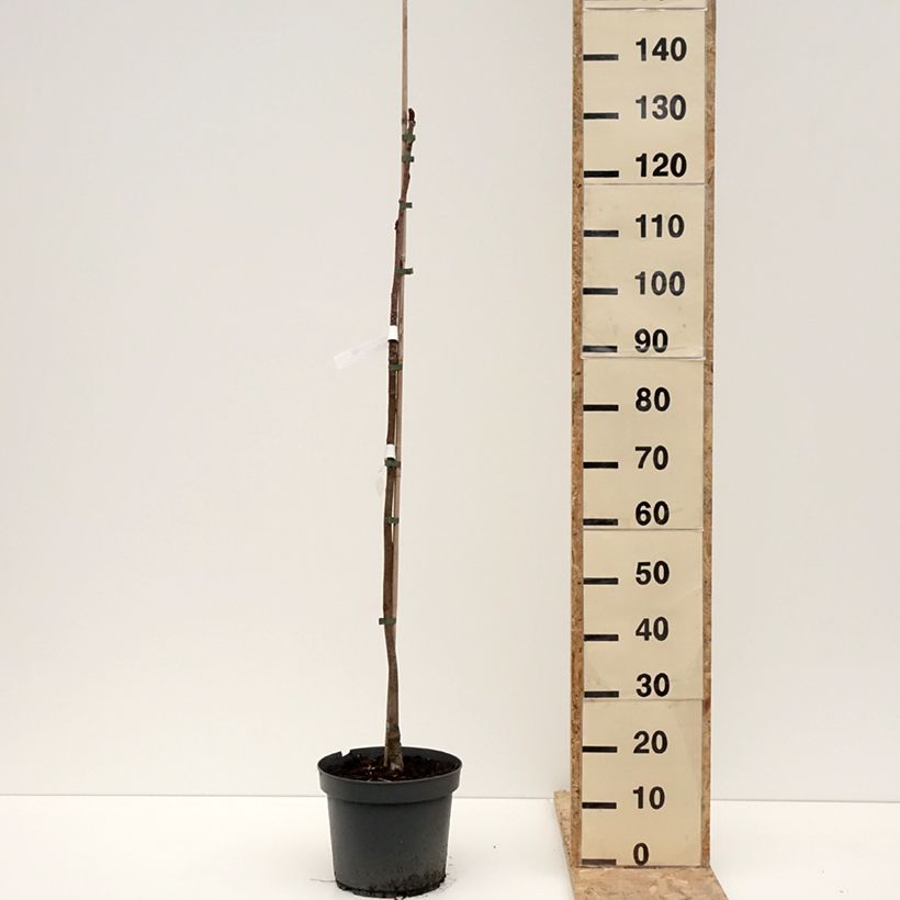 Spécimen de Sorbier - Sorbus commixta Dodong (Olympic Flame) Pot de 7,5L/10L, Baliveau tel que livré en hiver