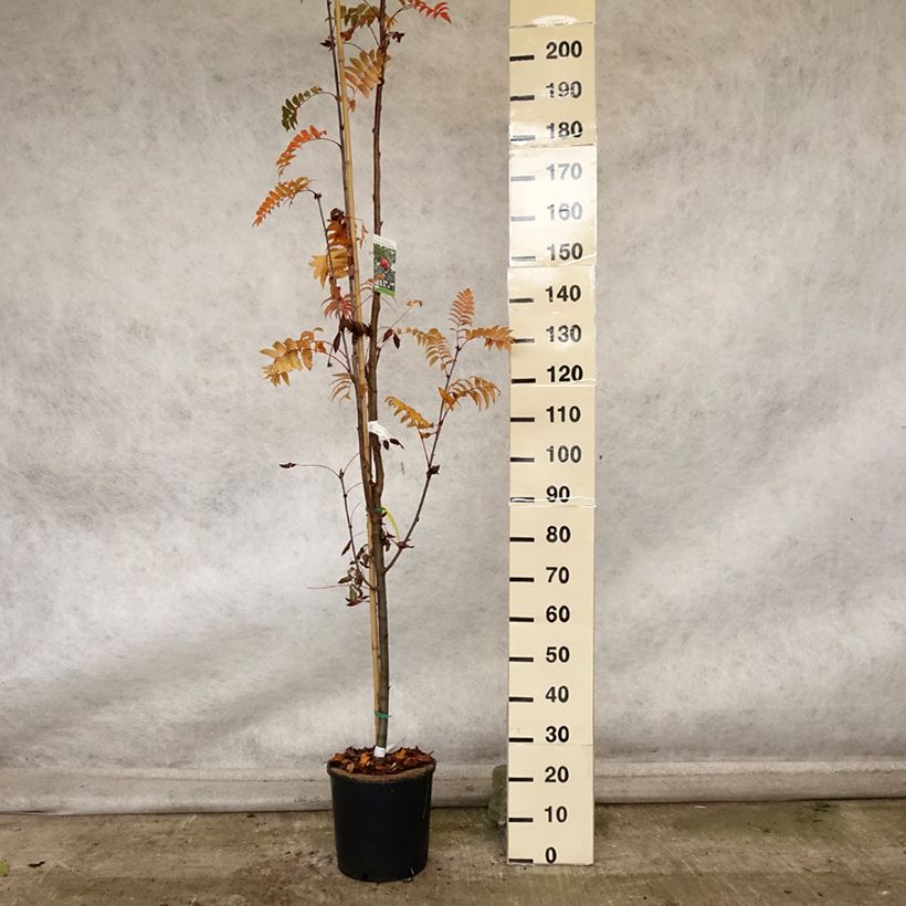 Spécimen de Sorbier - Sorbus arnoldiana Pink Veil Pot de 4L/5L, Tige tel que livré en automne