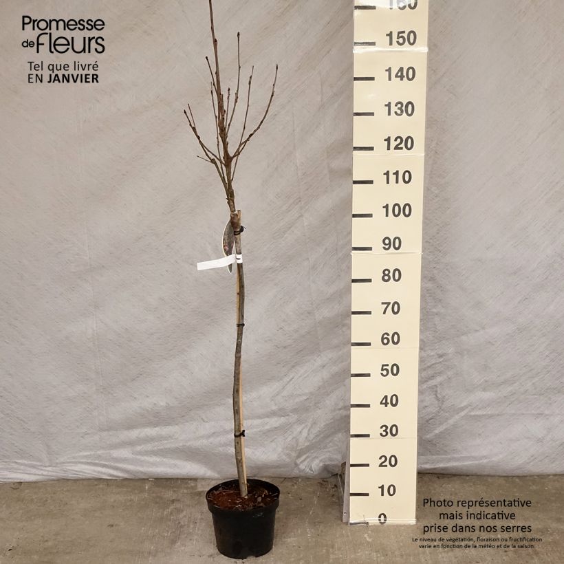 Spécimen de Sorbier - Sorbus arnoldiana Pink Veil Pot de 4L/5L, Tige tel que livré en hiver