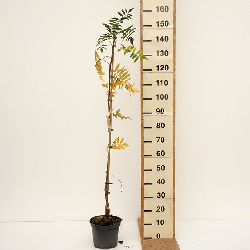 Spécimen de Sorbier - Sorbus x arnoldiana Copper Glow Pot de 4L/5L tel que livré en automne