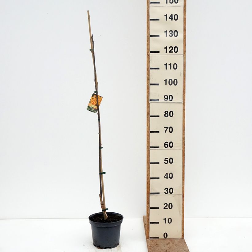 Spécimen de Sorbier - Sorbus x arnoldiana Copper Glow Pot de 4L/5L tel que livré en hiver