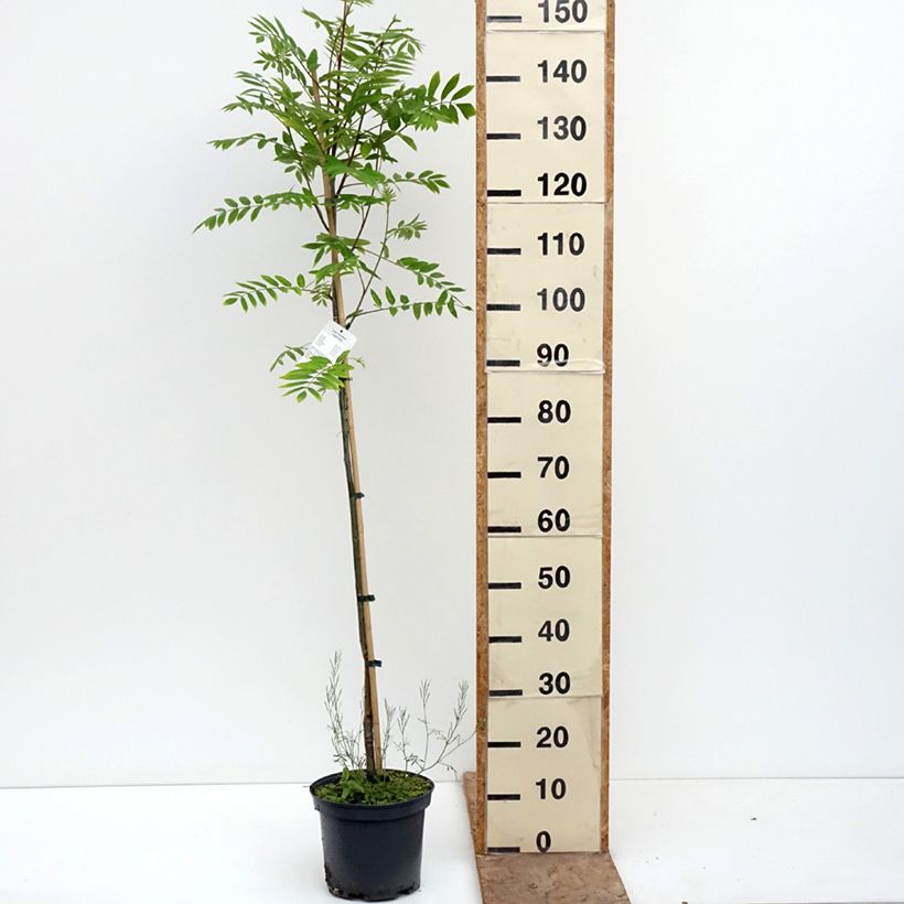 Spécimen de Sorbier - Sorbus x arnoldiana Copper Glow Pot de 4L/5L tel que livré au printemps