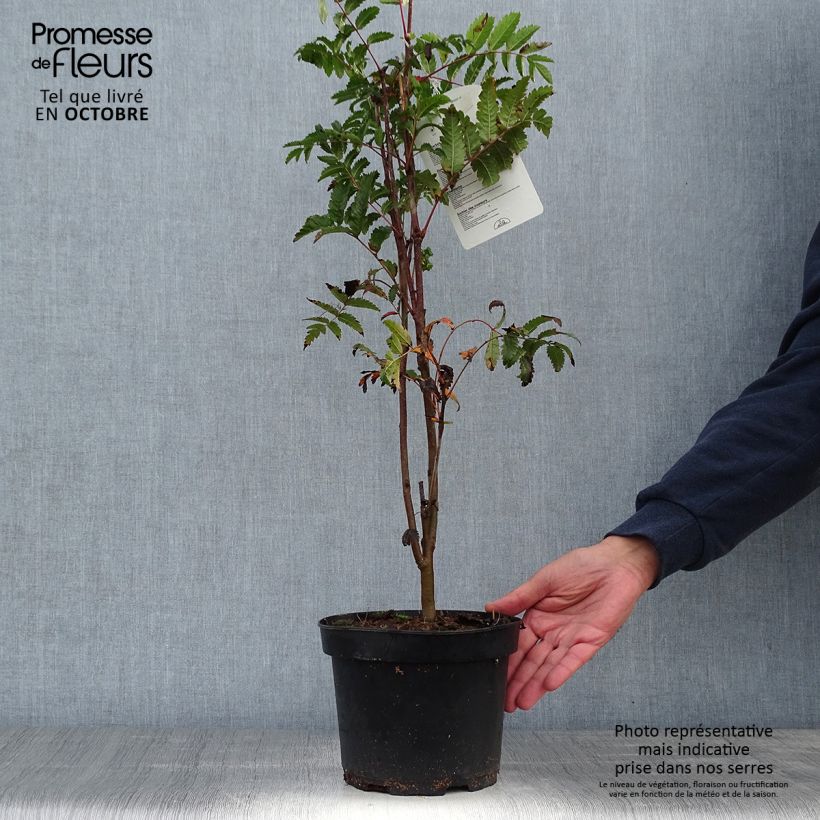 Spécimen de Sorbus aucuparia - Sorbier des oiseleurs Pot de 2L/3L tel que livré en automne