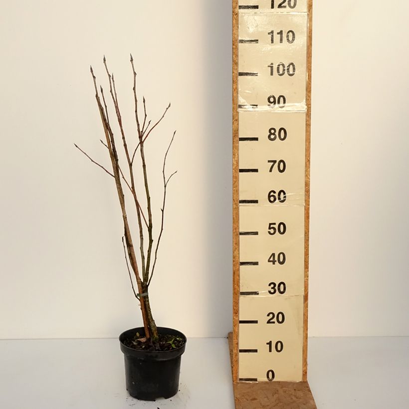 Spécimen de Sorbus matsumurana - Sorbier Pot de 4L/5L, Tige tel que livré en automne