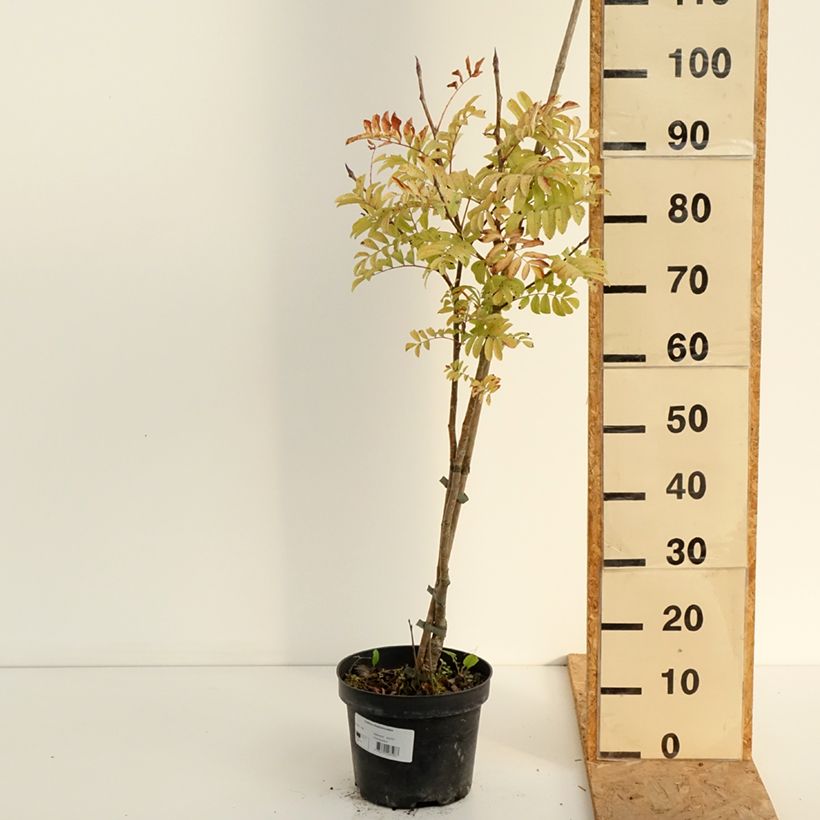 Spécimen de Sorbus matsumurana - Sorbier Pot de 4L/5L, Tige tel que livré en été