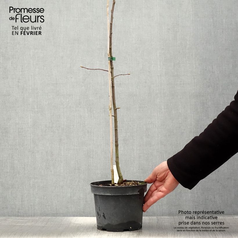 Spécimen de Sorbus torminalis - Alisier des Bois Pot de 3L/4L tel que livré en hiver