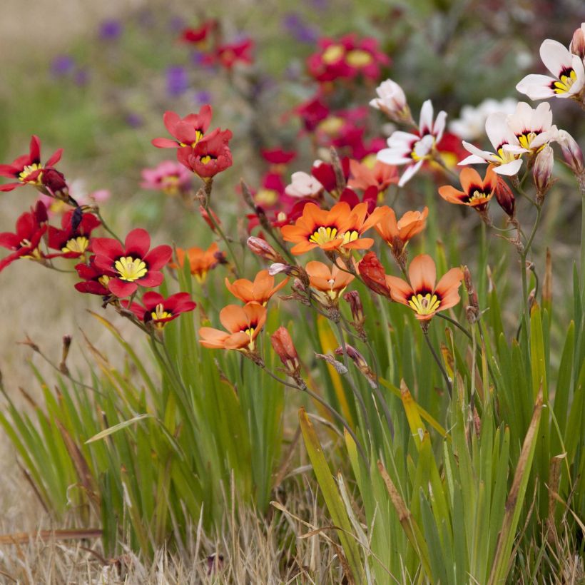 Sparaxis tricolor - Fleur arlequin (Port)