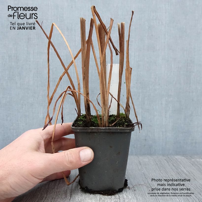 Spécimen de Sparganium erectum (= ramosum) - Ruban d'eau, Rubannier dressé  Godet de 8/9 cm tel que livré en hiver