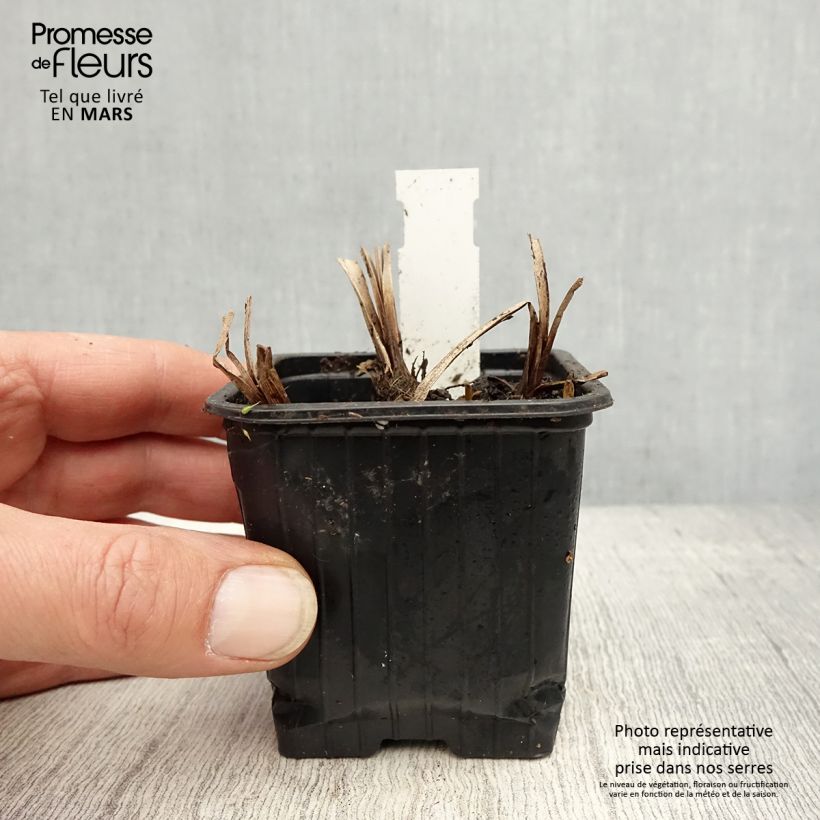 Amostra de Sparganium erectum Vaso de 8/9 cm tal como entregue na primavera