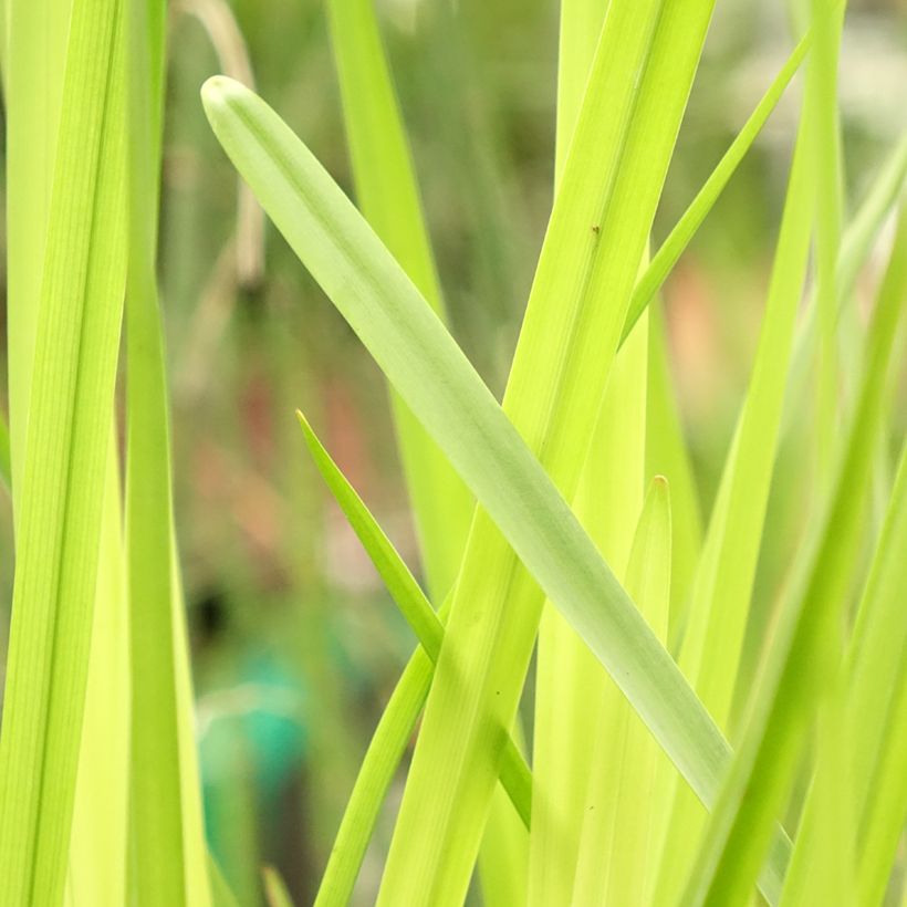 Sparganium erectum (= ramosum) - Ruban d'eau, Rubannier dressé  (Feuillage)