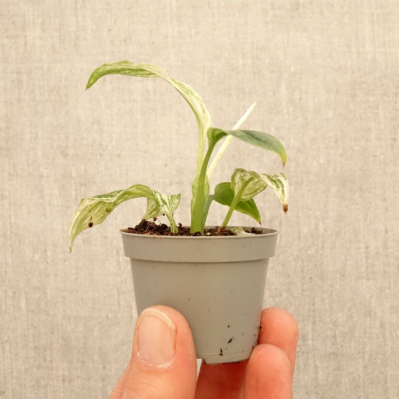 Spécimen de Spathiphyllum Sensation Mini-plante tel que livré au printemps