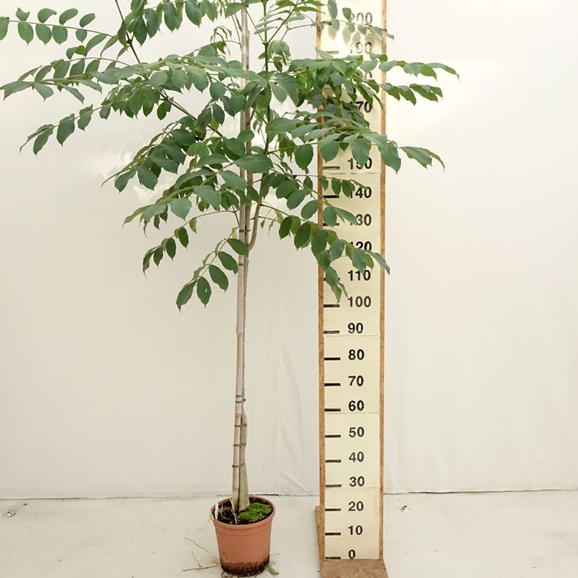 Spécimen de Spathodea campanulata - Tulipier du Gabon Pot de 7,5L/10L tel que livré en automne