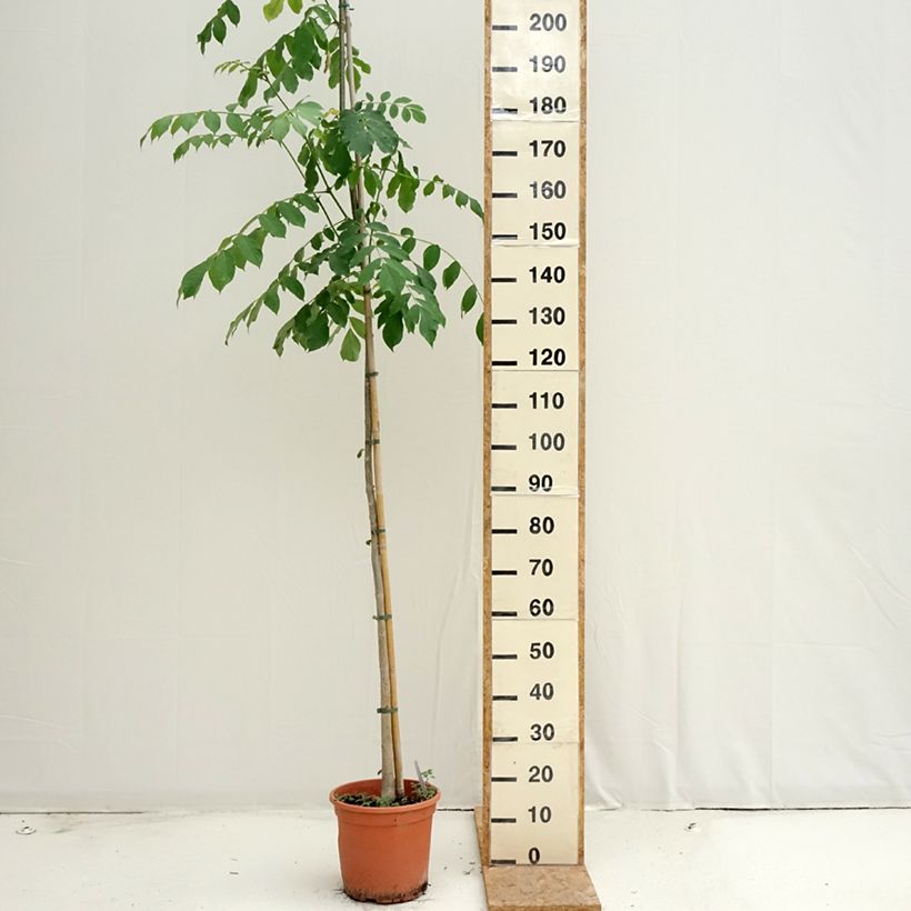 Spécimen de Spathodea campanulata - Tulipier du Gabon Pot de 7,5L/10L tel que livré en été