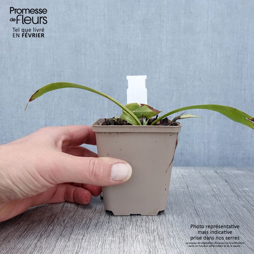 Spécimen de Speirantha convallarioides - Muguet de Chine Godet de 8/9 cm tel que livré en hiver