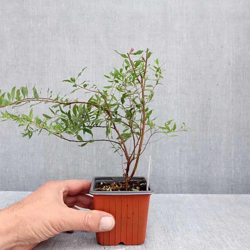 Spécimen de Spiraea arguta - Spirée blanche Godet de 8/9 cm tel que livré en automne