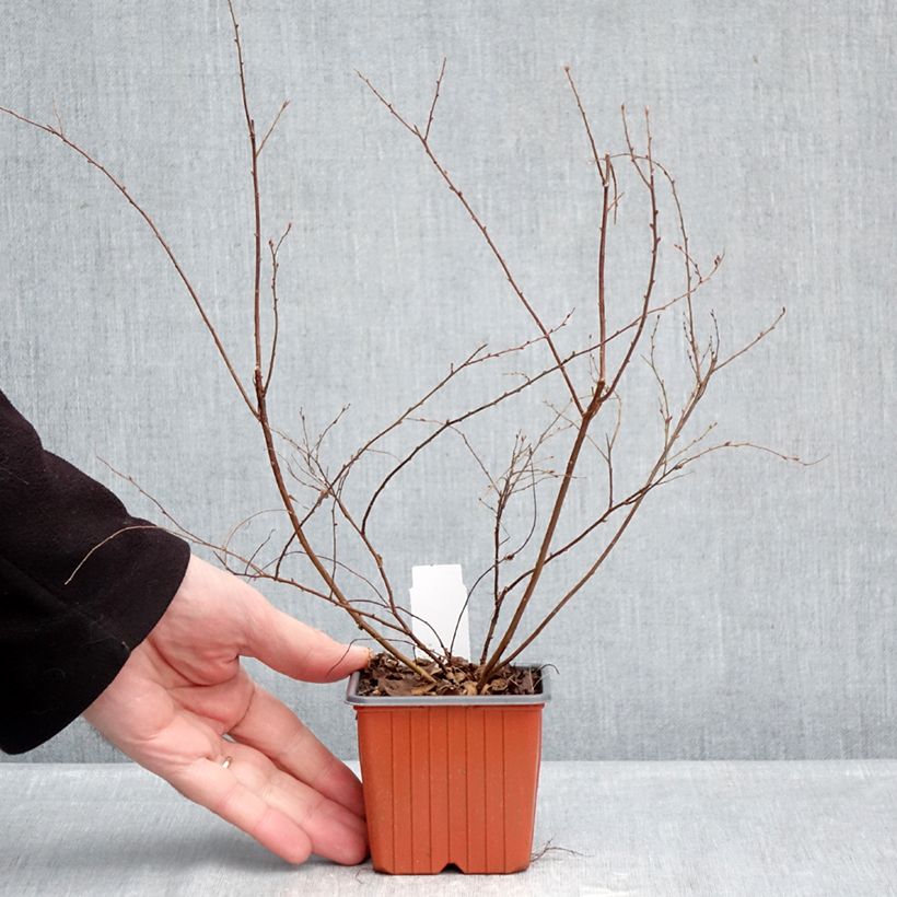 Spécimen de Spiraea arguta - Spirée blanche Godet de 8/9 cm tel que livré en hiver