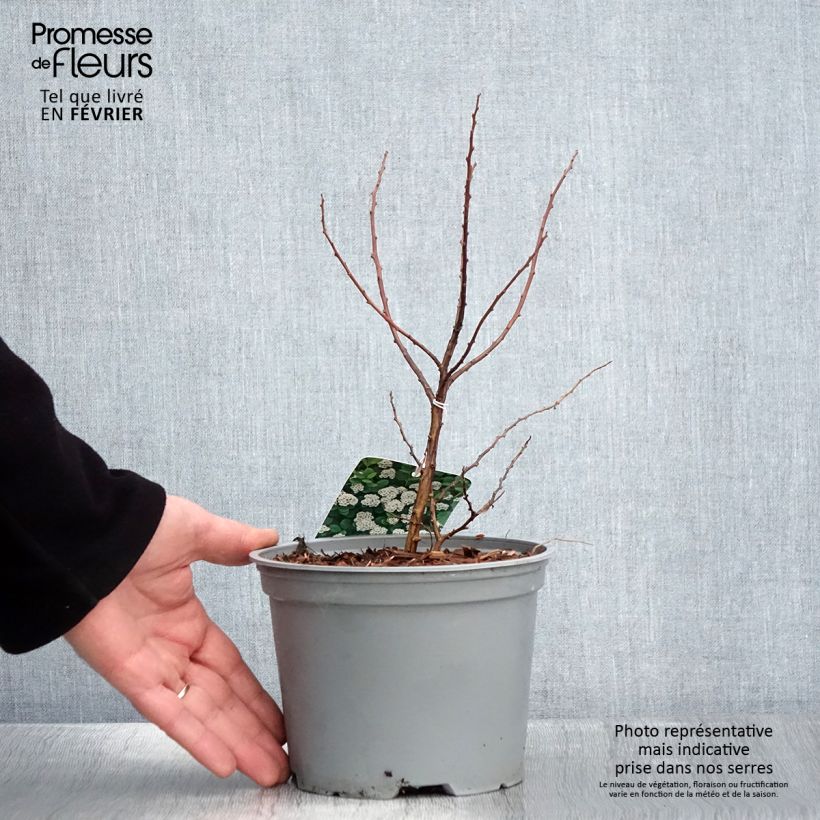 Spécimen de Spiraea betulifolia Island - Spirée à feuilles de bouleau Pot de 2L/3L tel que livré en hiver