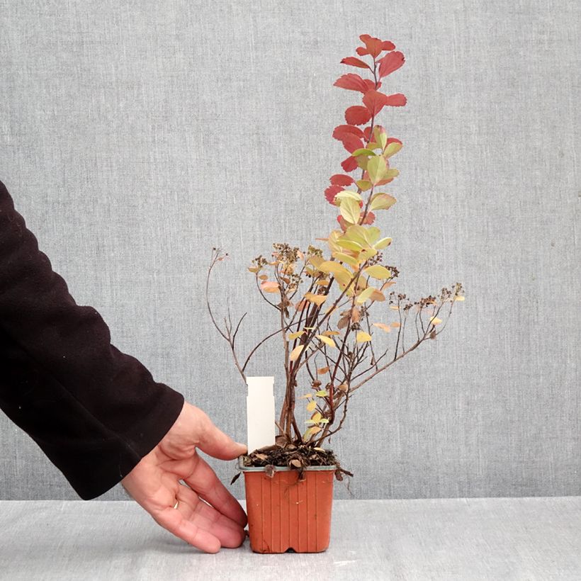 Spécimen de Spiraea betulifolia Island - Spirée à feuilles de bouleau Godet de 8/9 cm tel que livré en automne