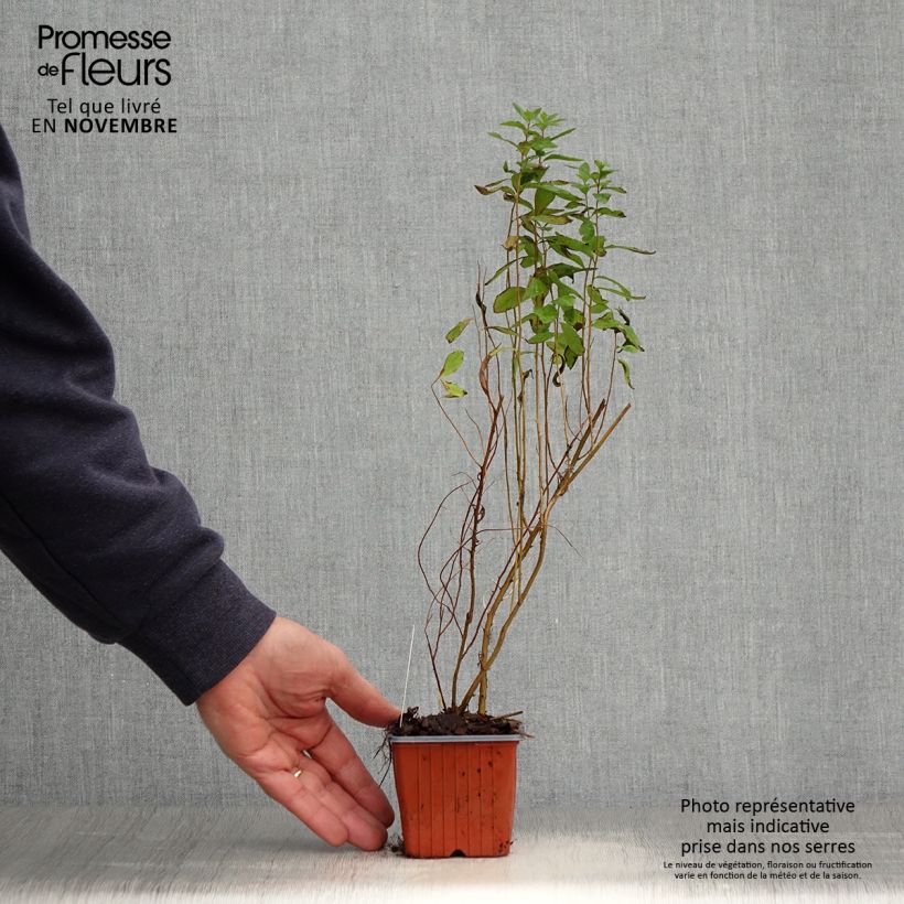 Spécimen de Spiraea billardii - Spirée Godet de 8/9 cm tel que livré en automne
