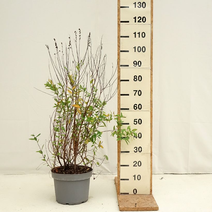 Spécimen de Spiraea billardii - Spirée Pot de 7,5L/10L tel que livré en automne