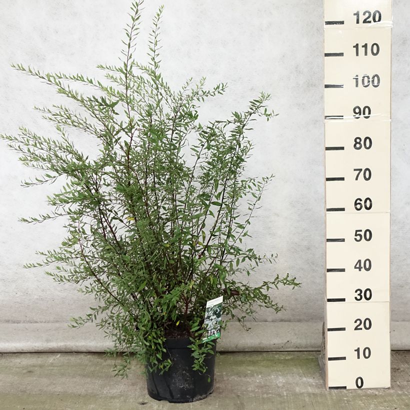 Spécimen de Spiraea cinerea Graciosa-Spirée dentelée Pot de 7,5L/10L tel que livré en été