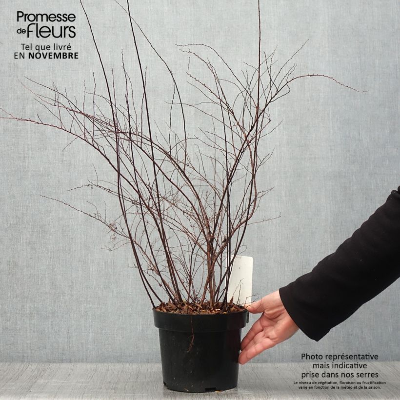 Spécimen de Spiraea cinerea Graciosa-Spirée dentelée Pot de 2L/3L tel que livré en automne