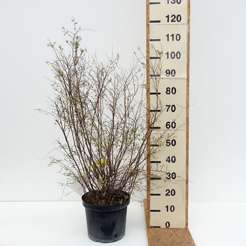 Spécimen de Spiraea cinerea Graciosa-Spirée dentelée Pot de 7,5L/10L tel que livré en automne