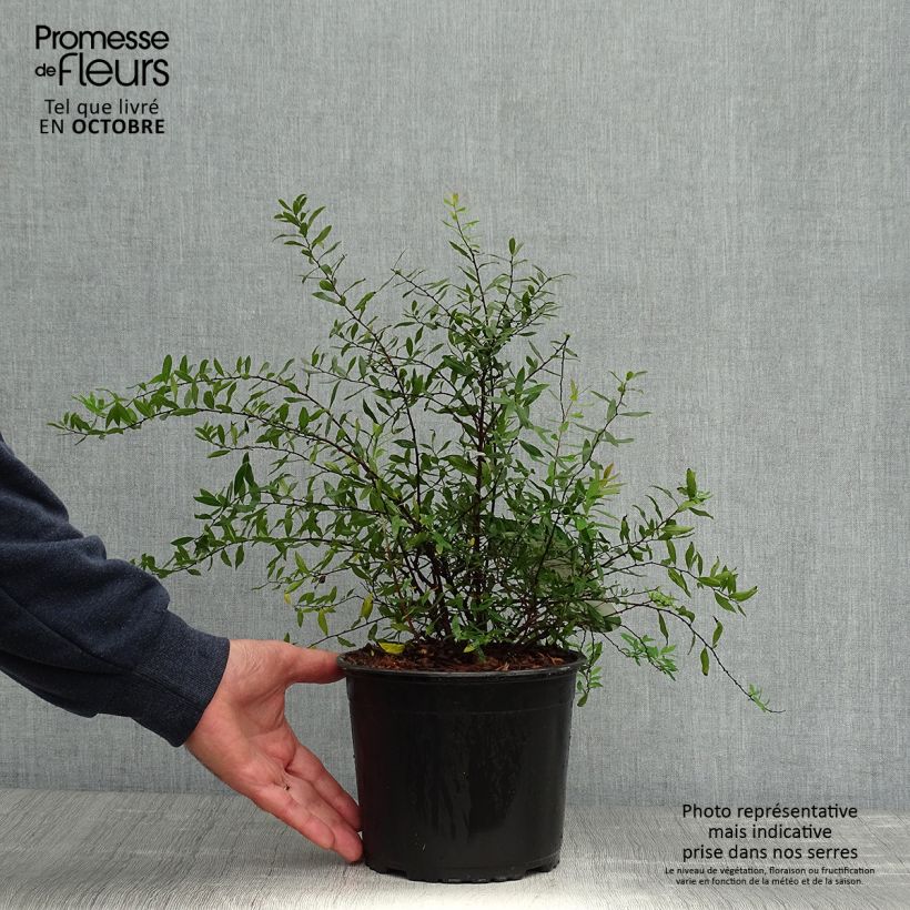 Spécimen de Spiraea cinerea Grefsheim - Spirée dentelée  Pot de 3L/4L tel que livré en automne