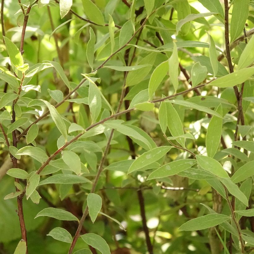 Spiraea cinerea Grefsheim - Spirée dentelée  (Feuillage)