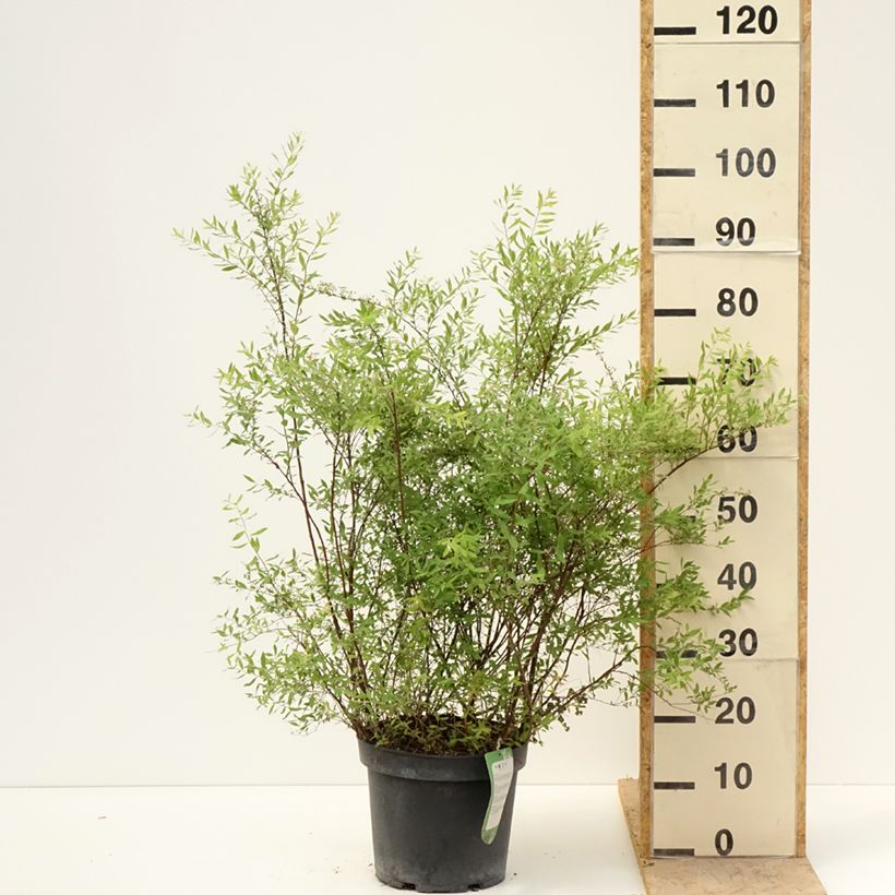 Spécimen de Spiraea cinerea Grefsheim - Spirée dentelée  Pot de 7,5L/10L tel que livré au printemps