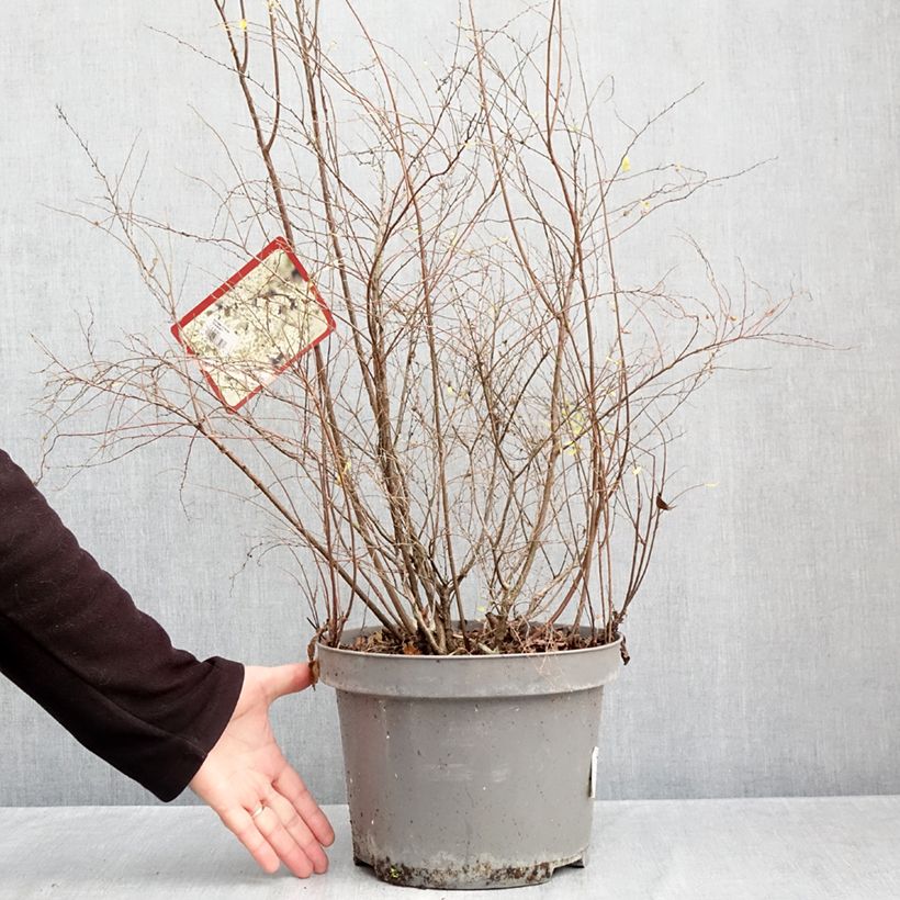 Spécimen de Spiraea cinerea Grefsheim - Spirée dentelée  Pot de 7,5L/10L tel que livré en automne