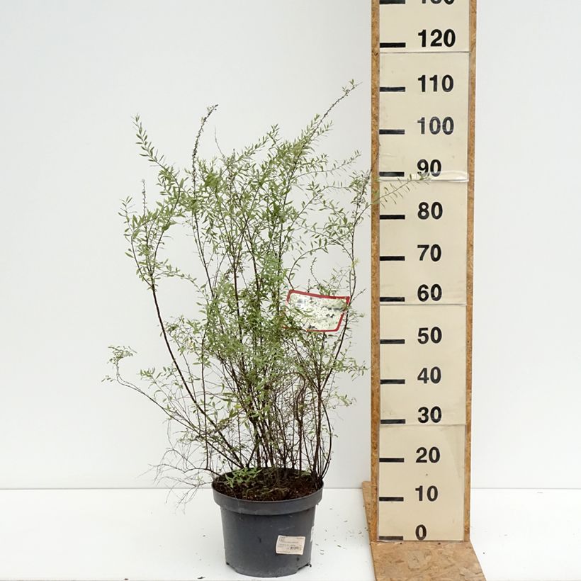 Spécimen de Spiraea cinerea Grefsheim - Spirée dentelée  Pot de 7,5L/10L tel que livré en été